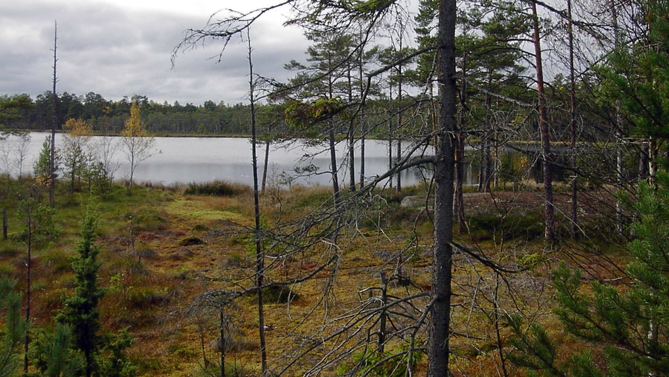 Utsikt över våtmarkerna som omger sjön.