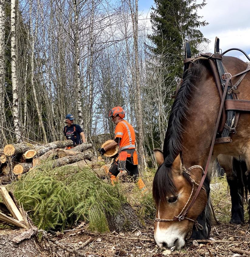 Kom och klappa hästarna och se hur de arbetar i skogen