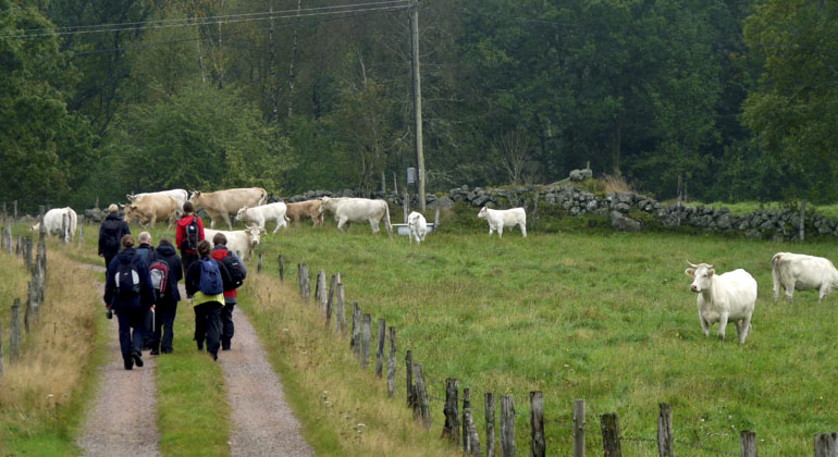 En grupp vandrare tar sig fram på en grusväg. Till höger finns en hage där det går betande kor.