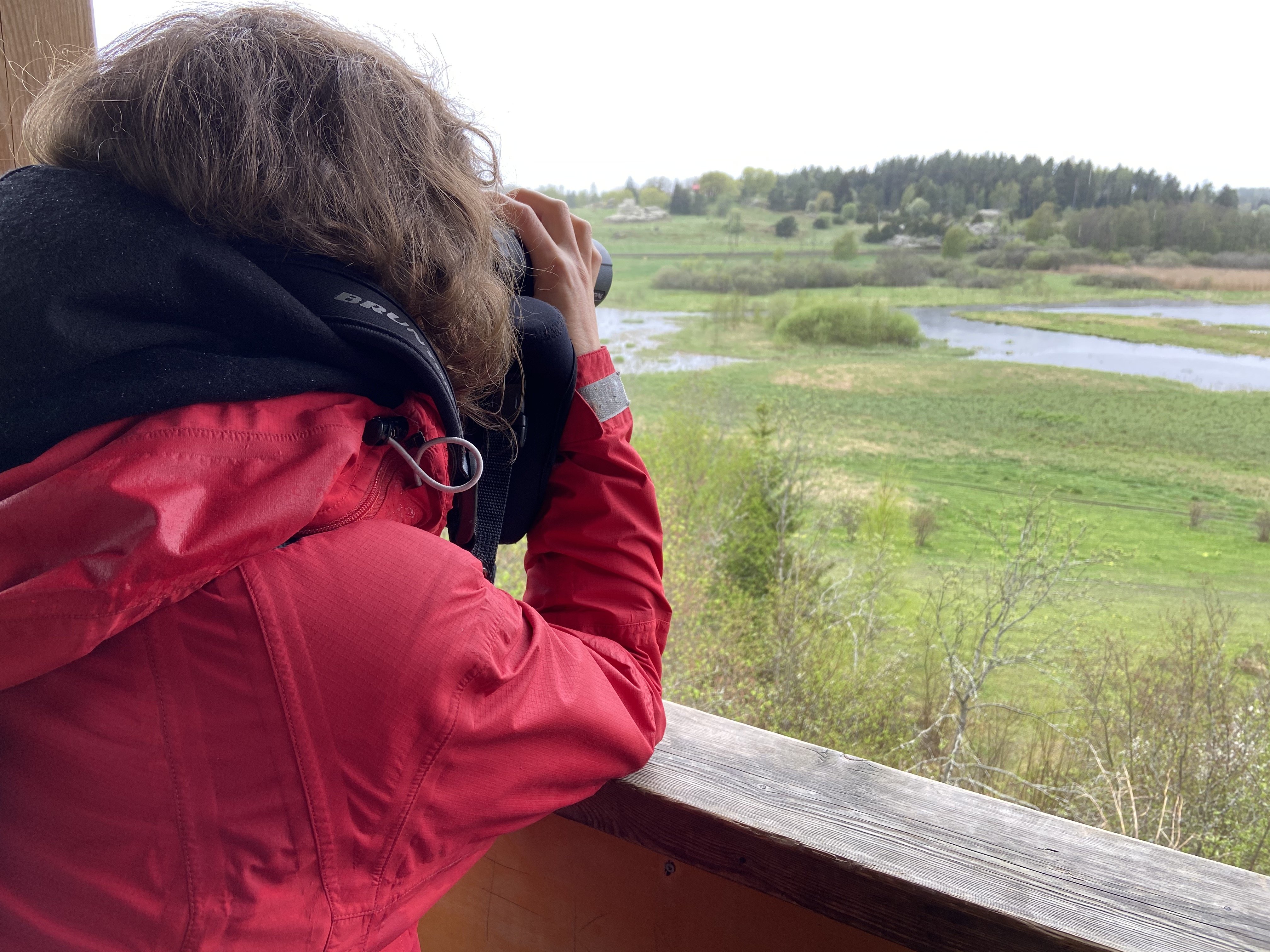 En person i röd jacka står i ett torn och tittar med kikare ut över en våtmark