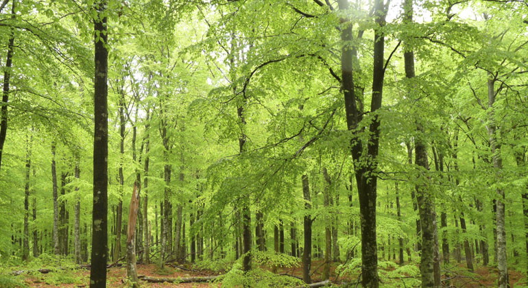 grönskande skog