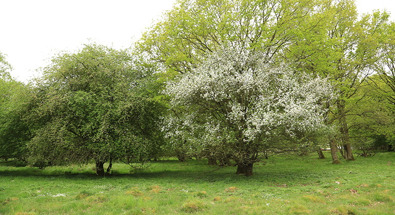 Naturbetesmarken i norr.