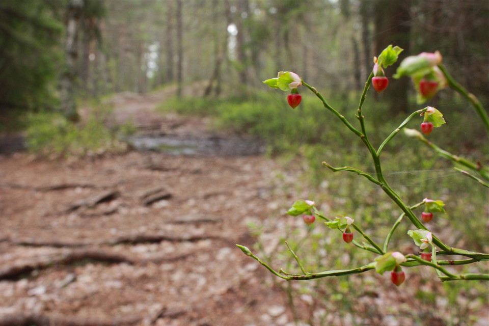 En ojämn och kuperad skogsstig med många stora rötter tvärs över stigen. I förgrunden växer blåbärsris med röda klockformade blommor på.