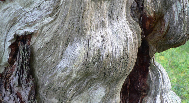 Så kallade vrilar, bulor i veden, på en gammal silvergrå tallstam.