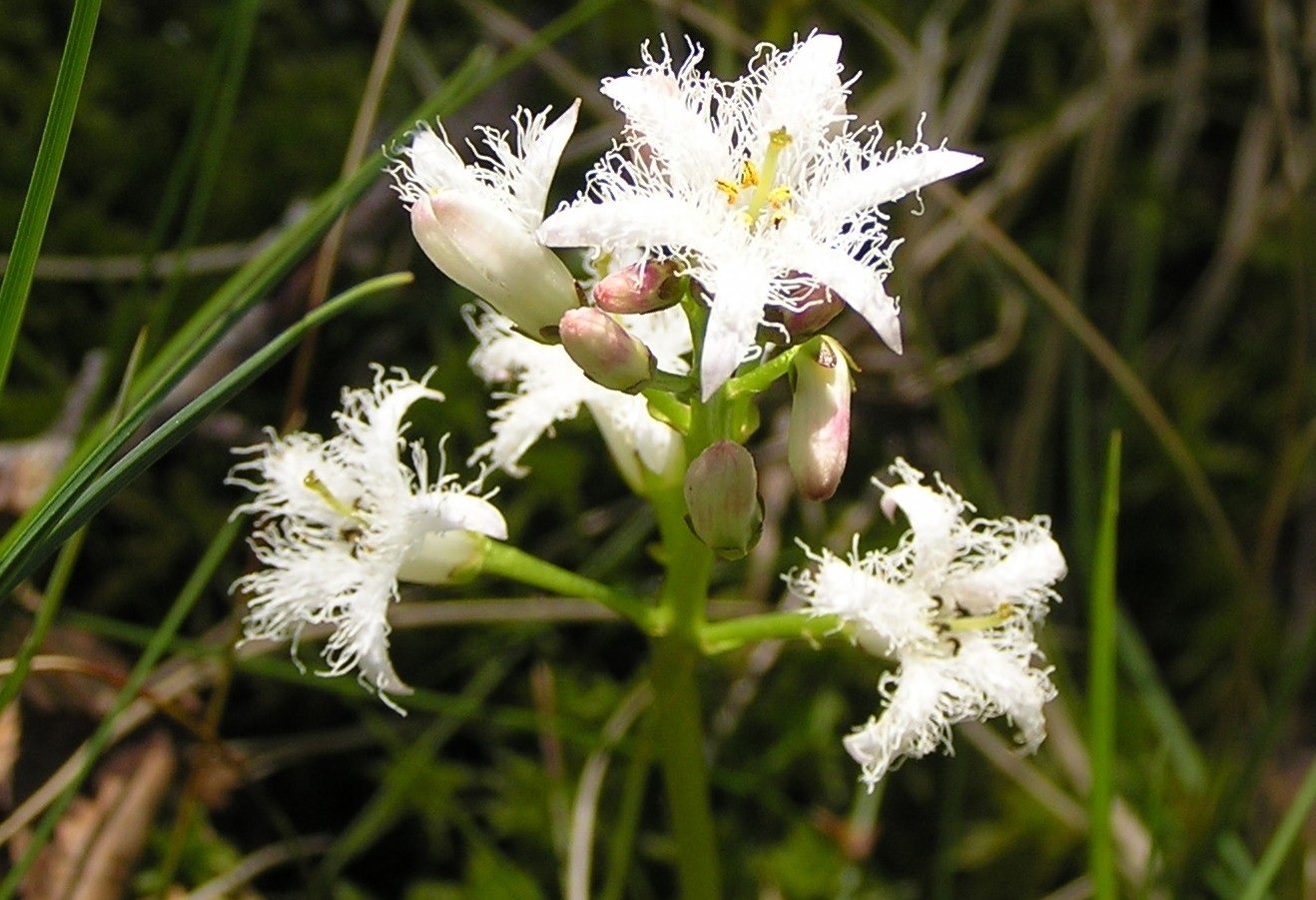 Närbild på en växt med flera vita blommor på. 