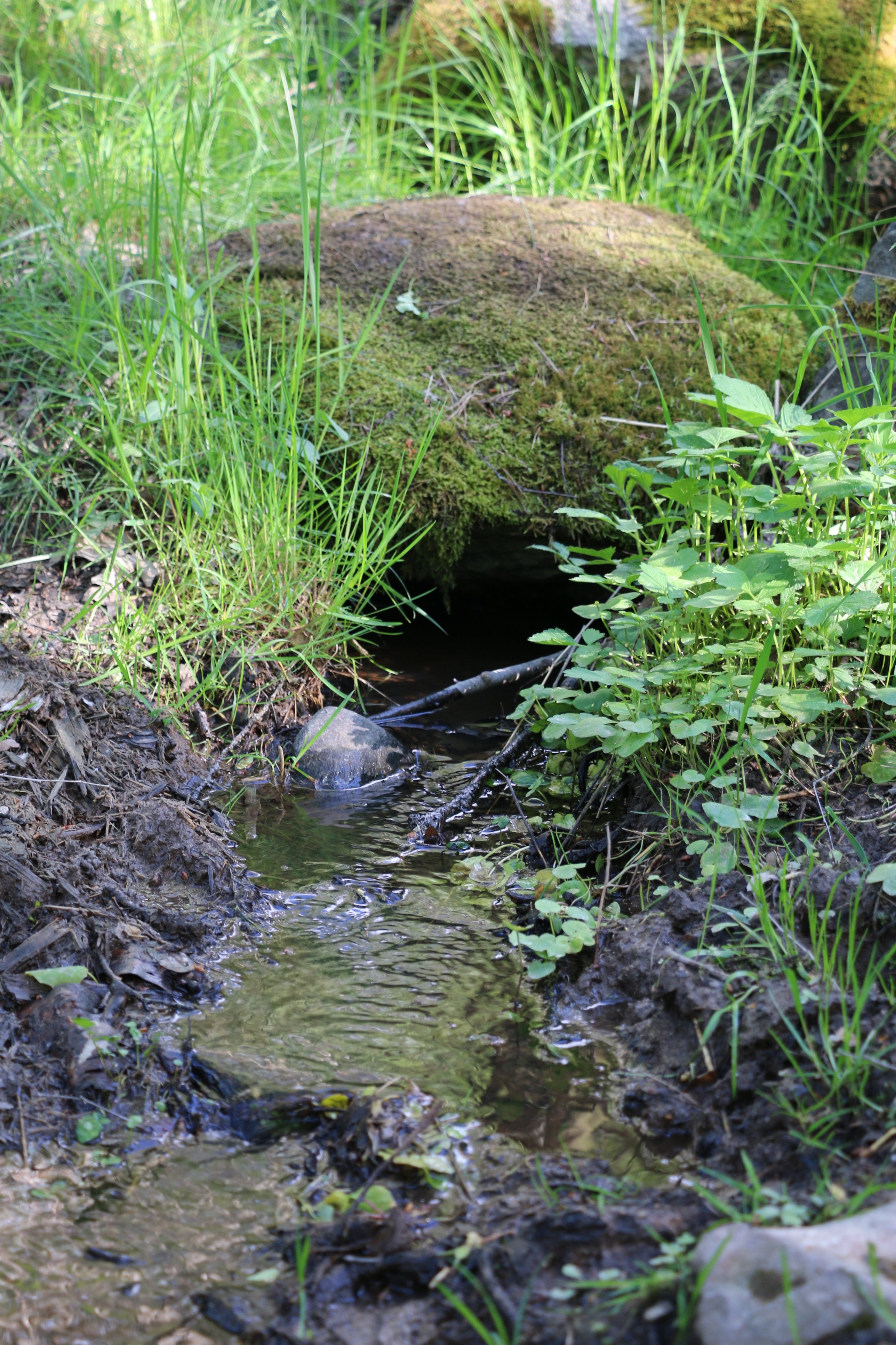 Vatten i en hålighet under marken. Runtikring växer frodigt gräs.