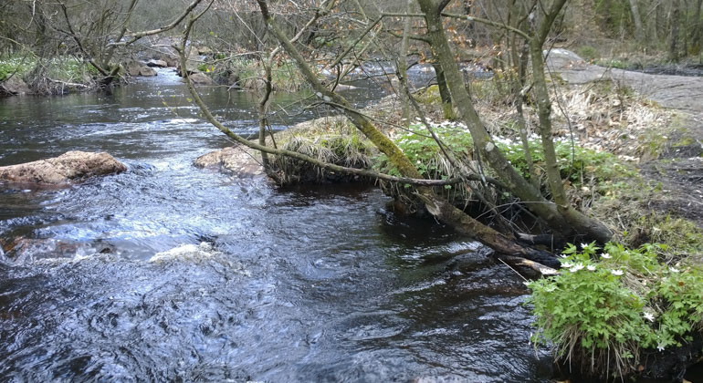 Ån som rinner genom reservatet