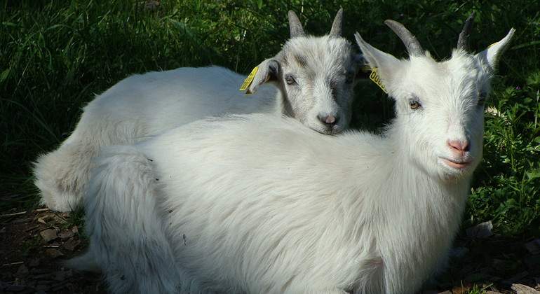 Göingeget.