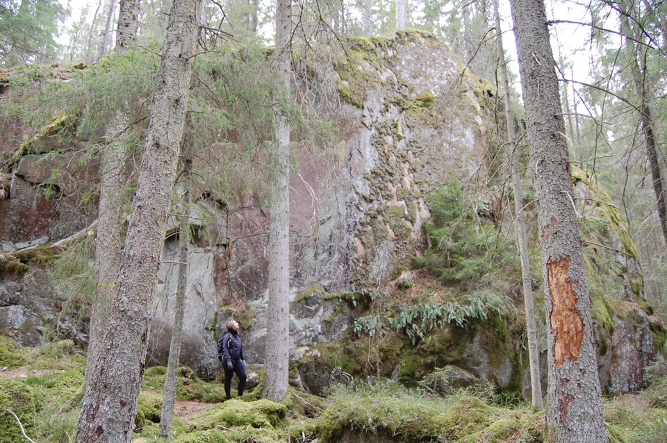 Granskog med sten