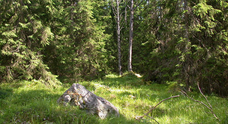 Glänta i skogen.