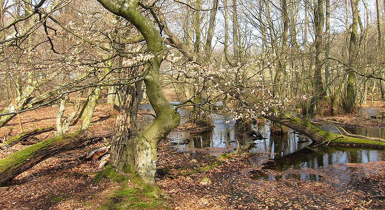 Alsumpskog.