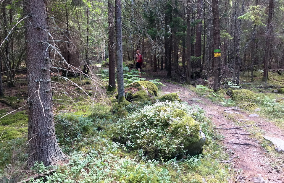 Stig som leder genom skog med grön och gul ledmarkering på en trädstam.