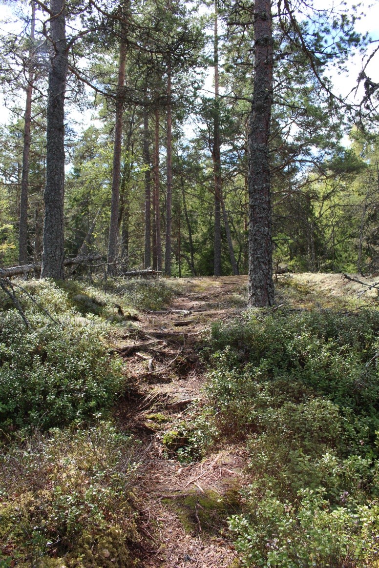 En skogsstig går över kuperad terräng. Stigen är ojämn med stora rötter. 
