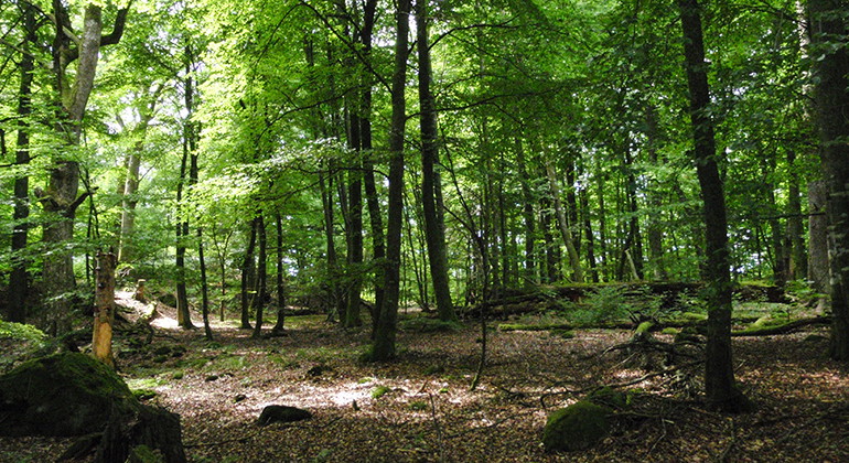 Skir grönska