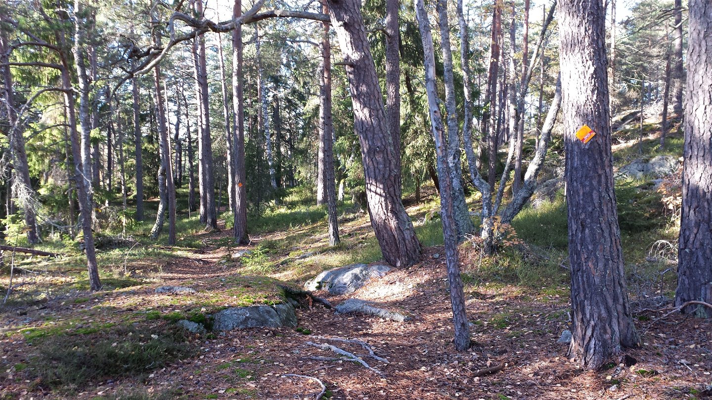 Skogen mellan Lillerudsvägen och Eddastigen