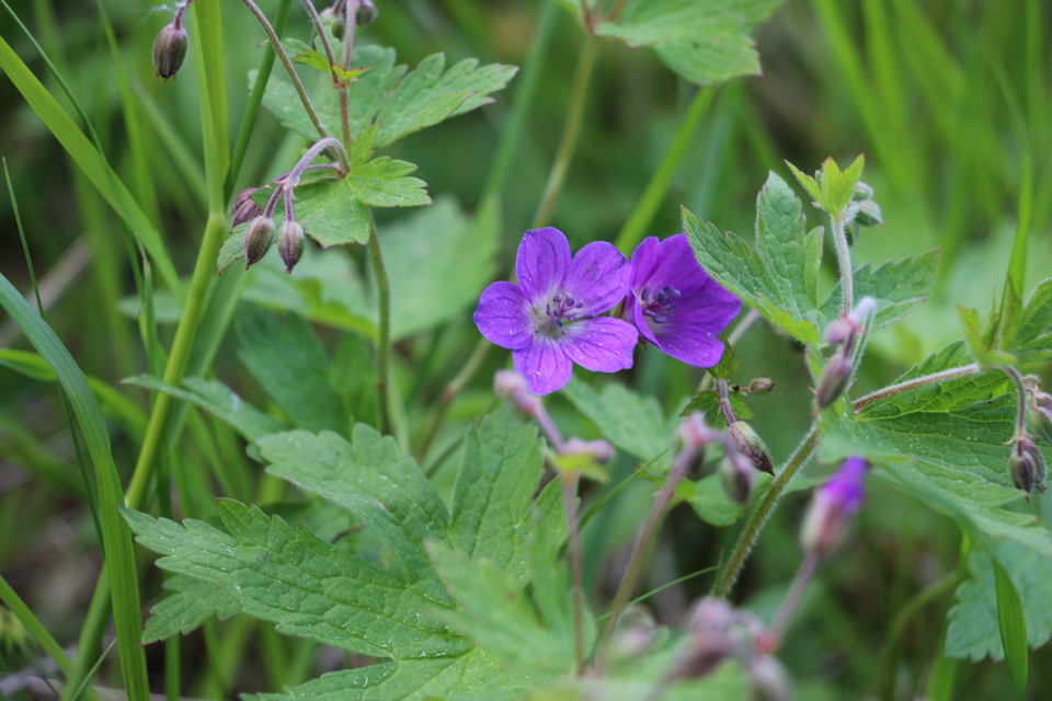 Midsommarblomster i grönska.