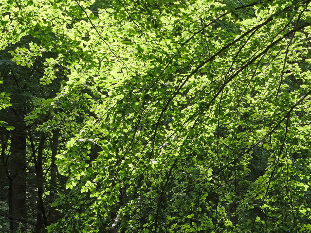 Barmarksled, Västra Kullaberg