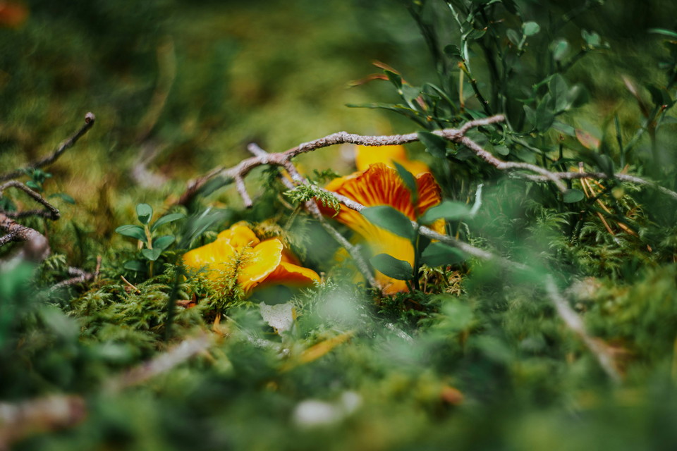 Plocka svamp längs ARK56 – Skogens guld i Blekinge