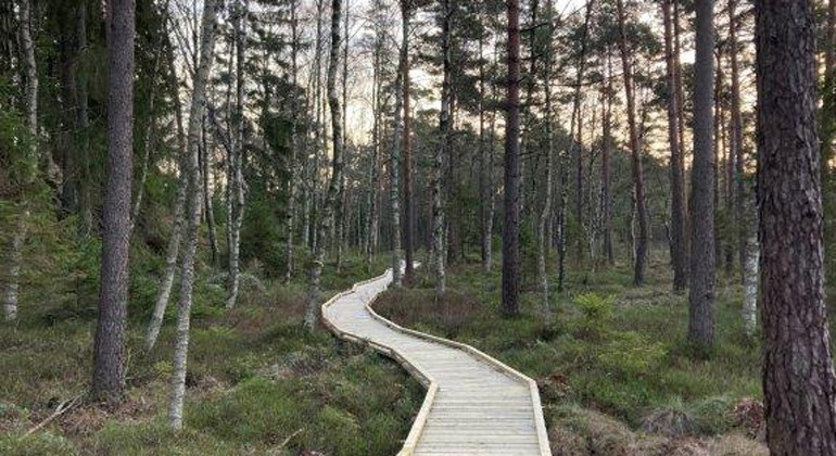 Spång till utsiktsplattformen.