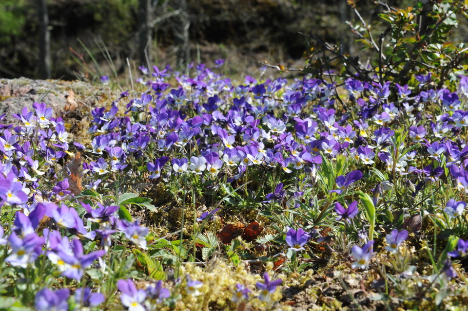Vårflora på hällarna i hagmarken.
