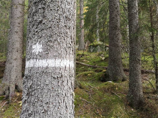 Stora Öråsens Naturreservat