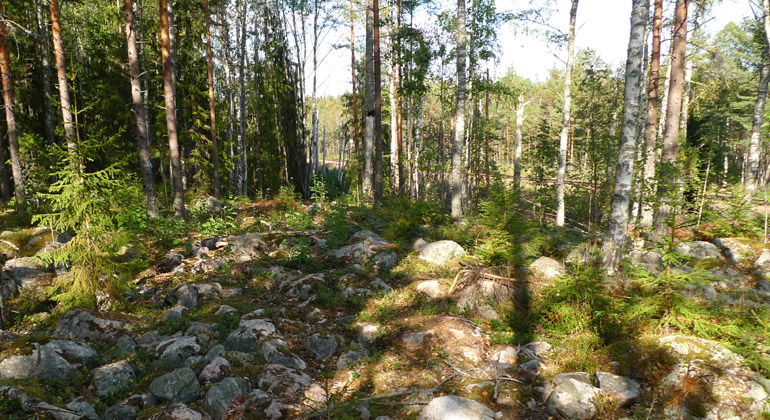 Sjugarnas naturreservat genomkorsas av järnvägen.