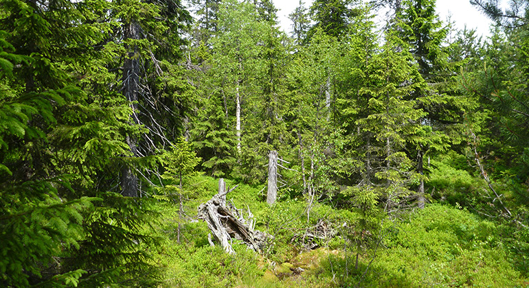 Heinaho, Naturreservat