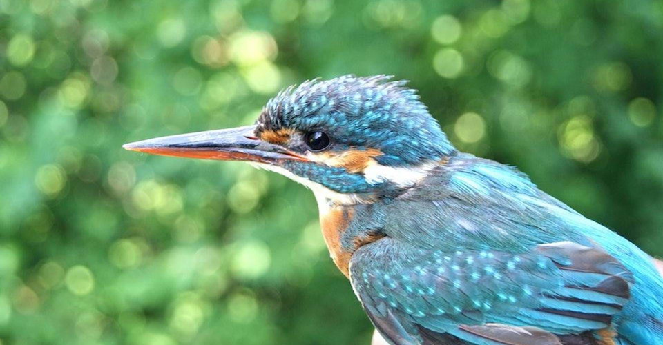 Kungsfiskare. Om du har tur kan denna skådas vid Snöbryggan
Etapp: Berg-Linköping
Linköping