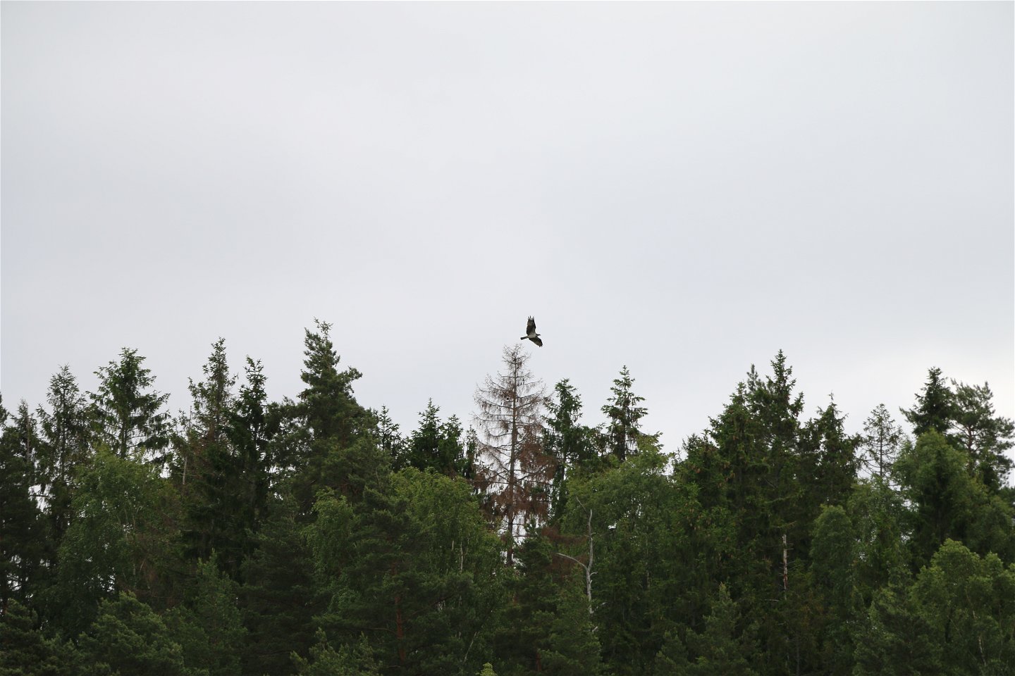 En stor fågel flyger över skogstopparna.