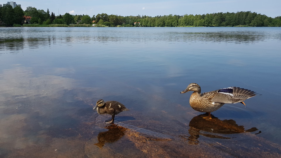 Gräsand med unge. Foto Lidingö stad