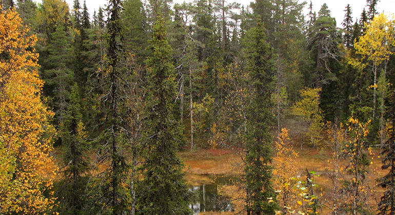Kåbdalisvare.