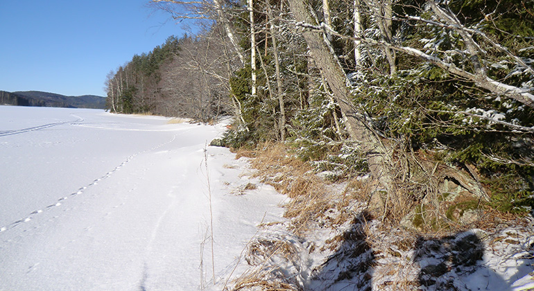 Dansarebacken, Naturreservat