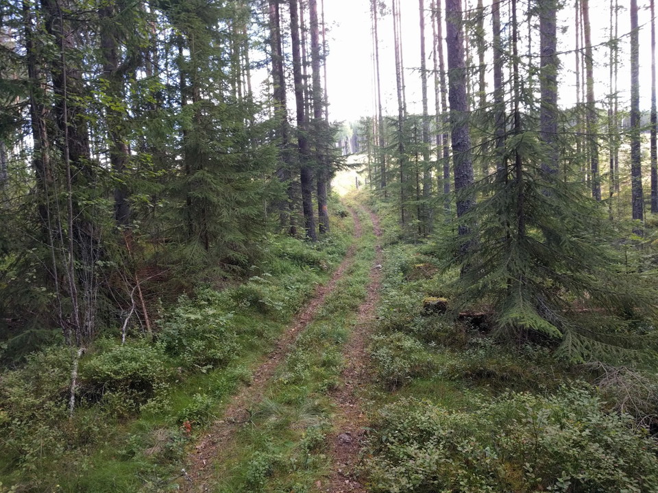 Dubbel-stig genom skogen