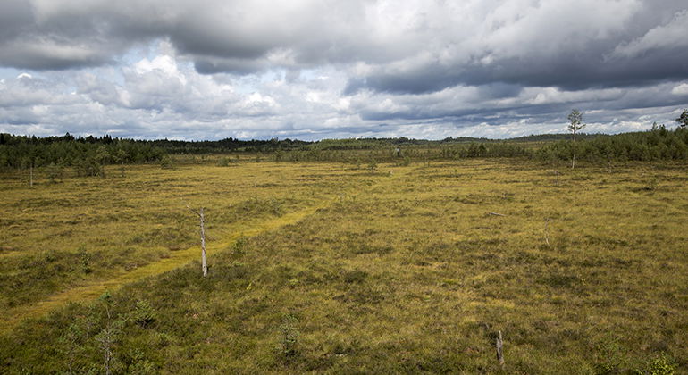 Utsikt norrut, mot Vakö myr.