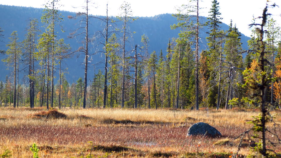 Barrskog med gamla träd