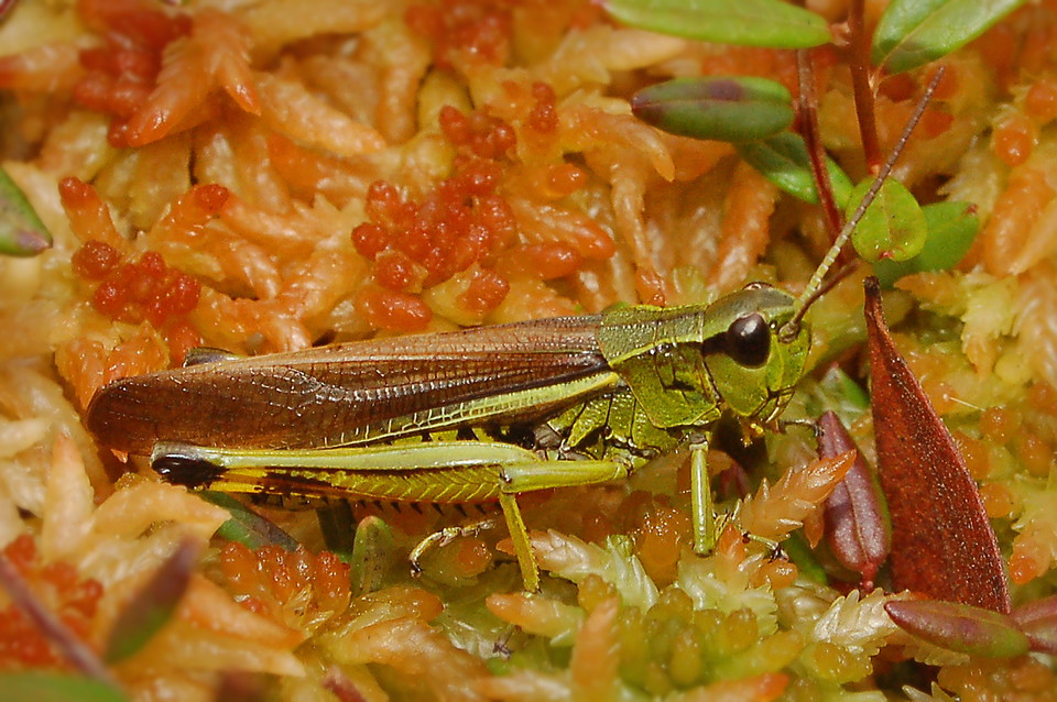 Fotograf: Tobias Ivarsson