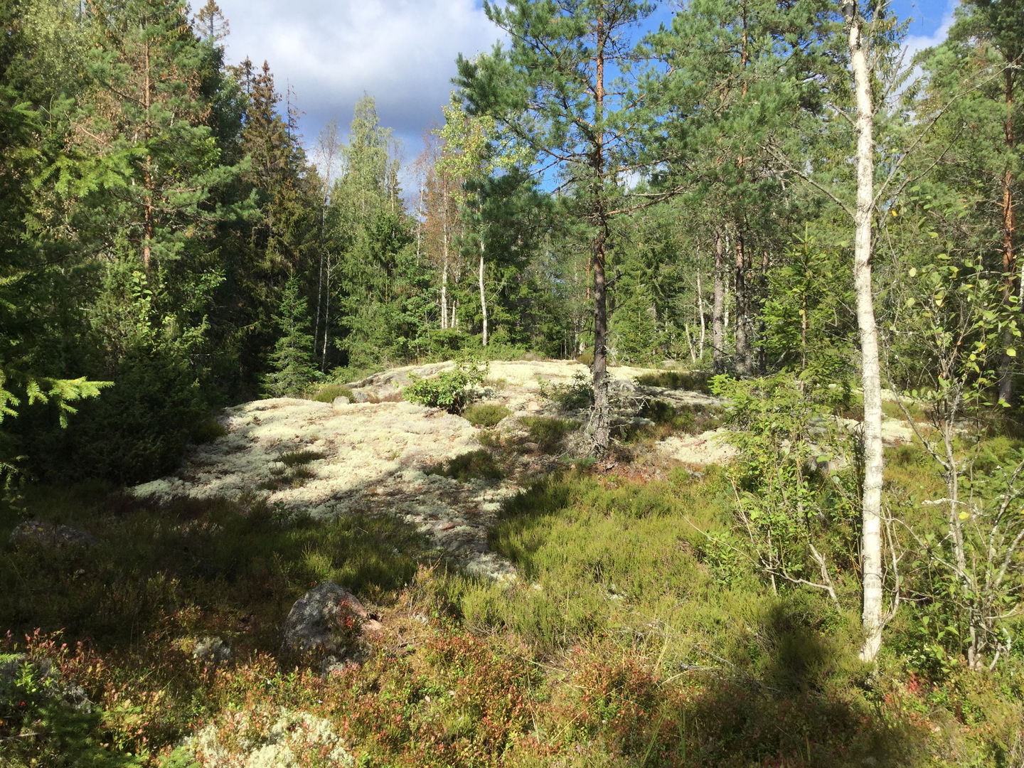 Vickelsjöns naturreservat