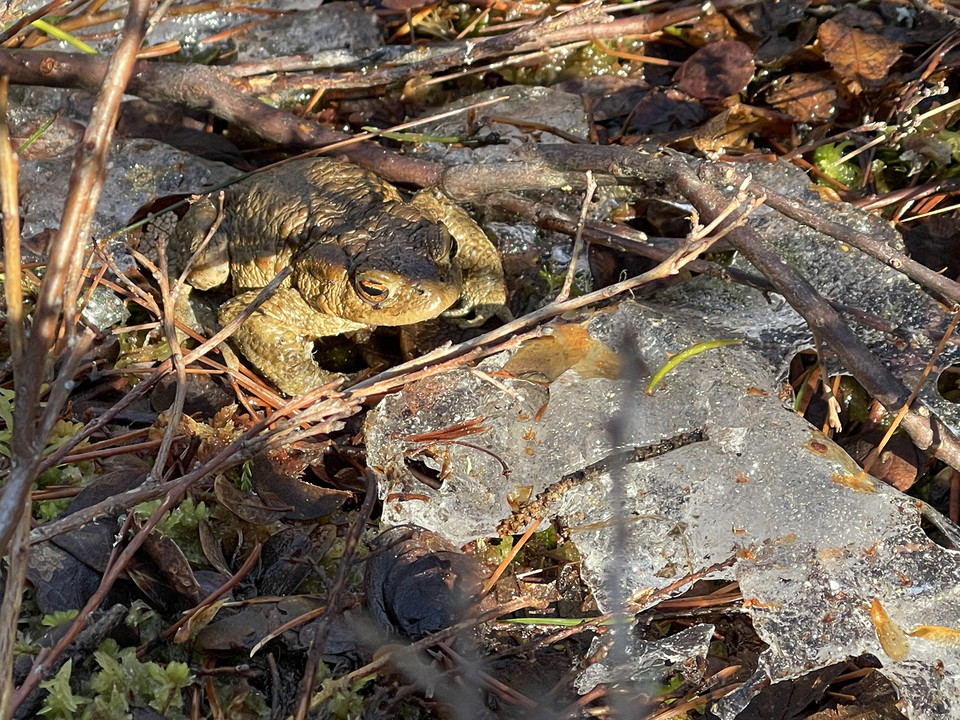 En grönaktig padda sitter på marken mellan två isiga partier.
