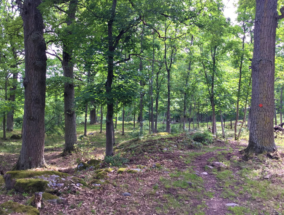 I den luftiga ekskogen trivs många arter.