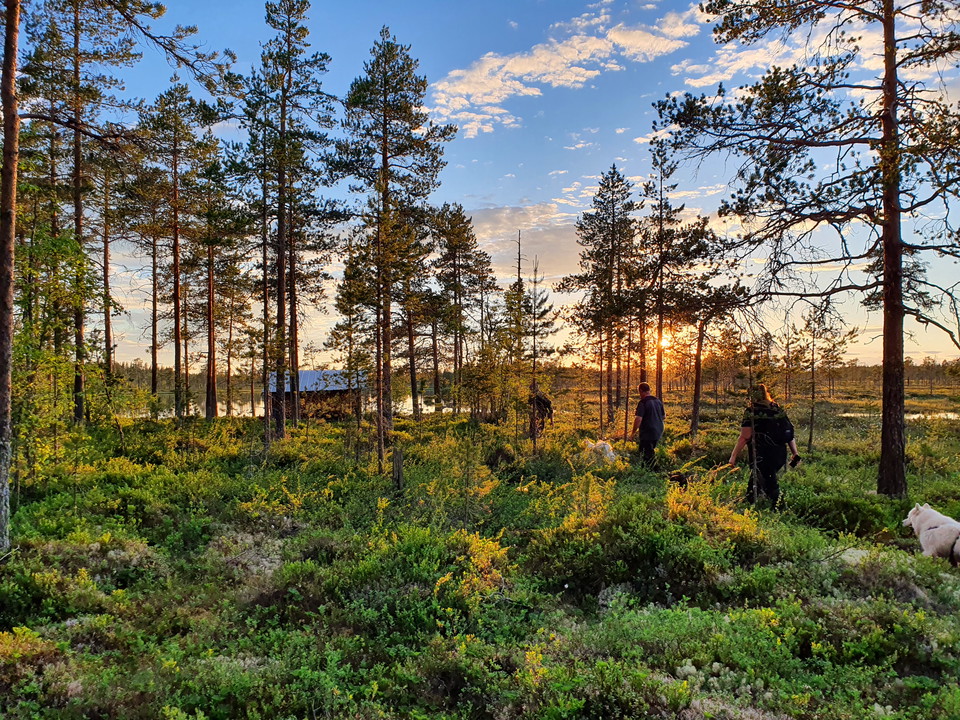 Personer och hundar på promenad i Hamra nationalpark
