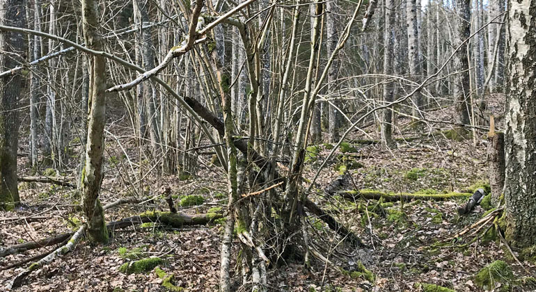 Hassel och lövskog. Jens Johannesson