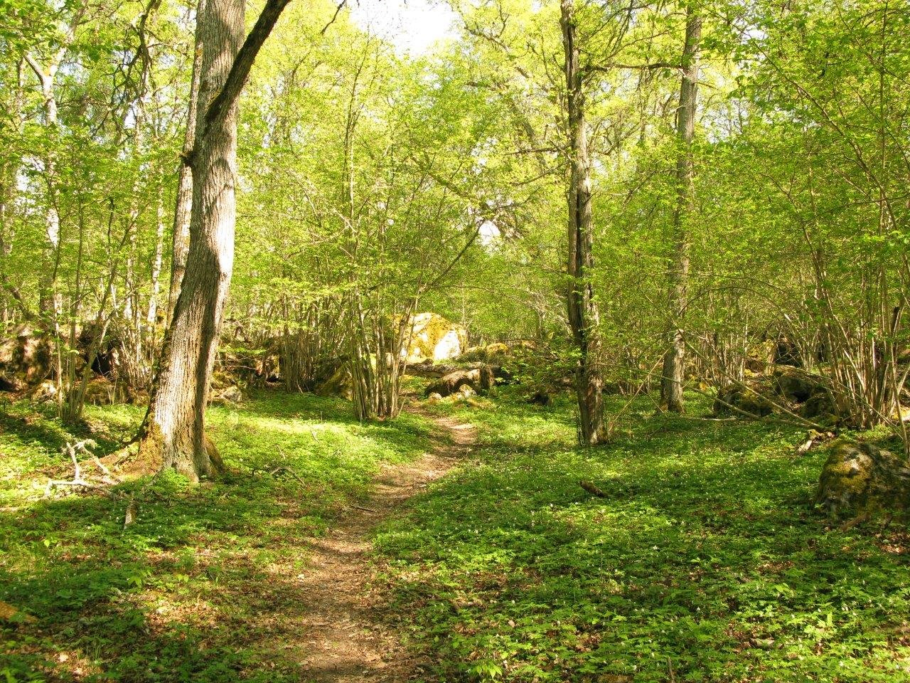 En smal naturstig går genom en lummig skogsdunge med många lövträd och buskar.