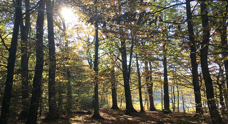 träd med löv i höstens alla färger och solen som tränger igenom trädkronorna
