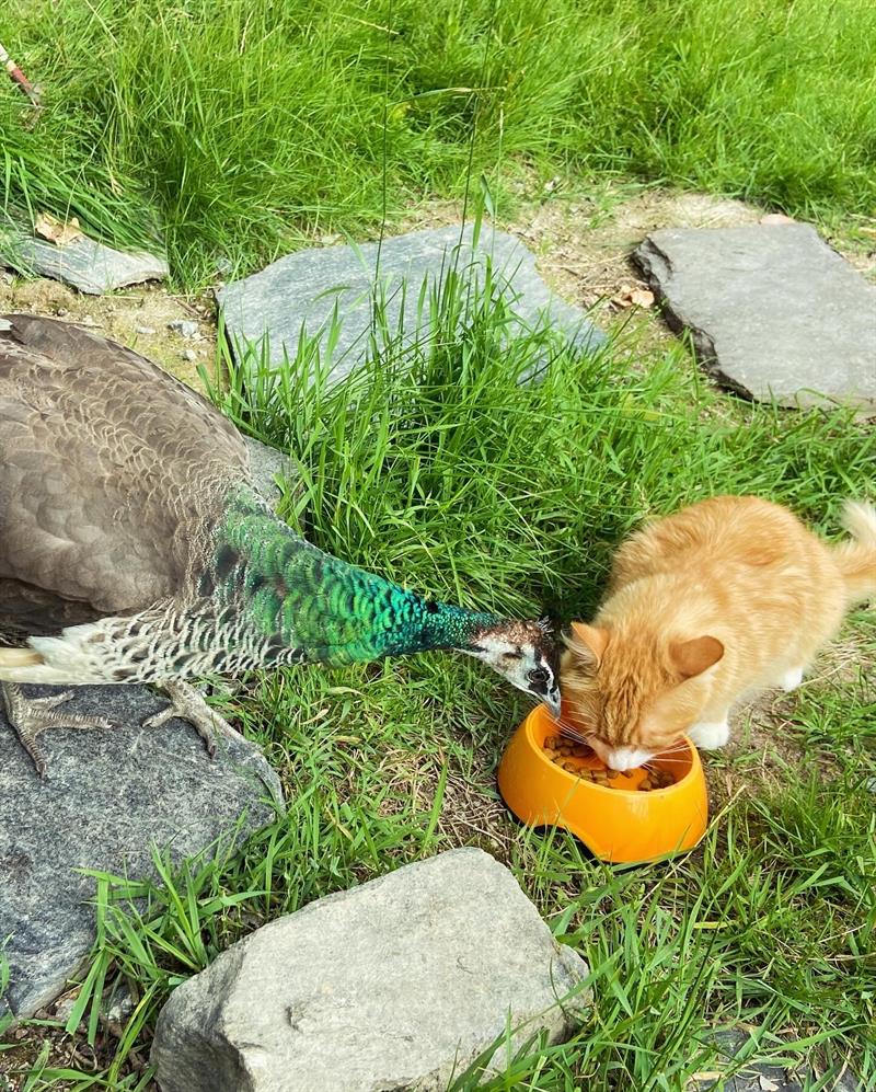 Katten og påfuglen spiser sammen på tunet på Vestre Kinn Gård