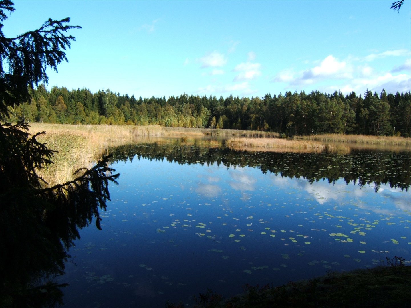 En sjö med vass i kanterna och skog i bakgrunden.