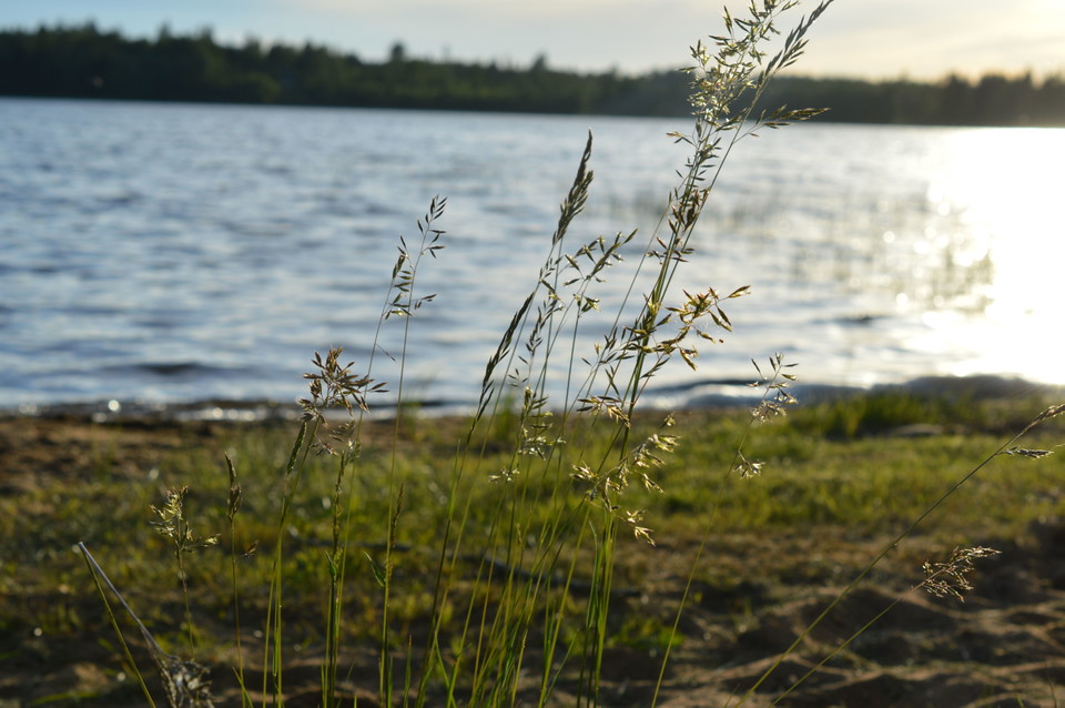 Alma Skog