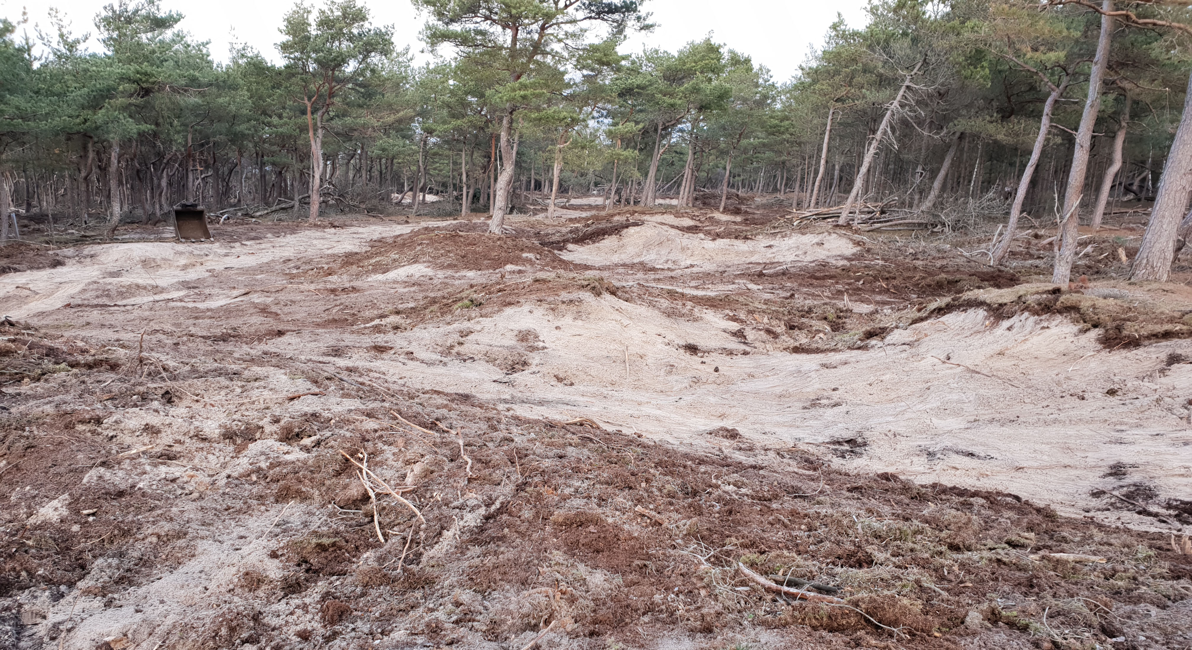 Sandstrand med träd i bakgrunden.