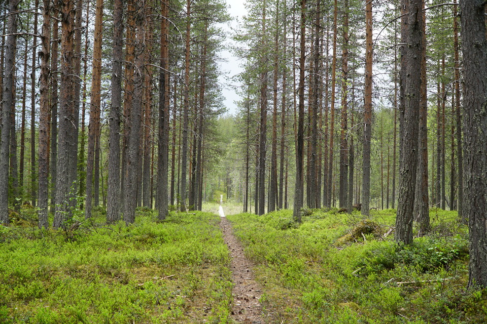 Vissa partier av stigen är fina