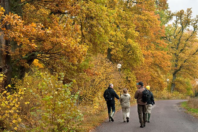 Fyra vuxna går på en asfalterad gångväg med gatulampor längs ena sidan. Runtom är det gott om lövträd i höstfärger.