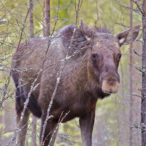 Vägskälet